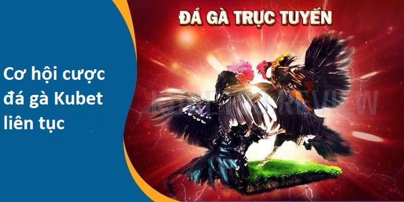 Đá Gà Kubet - Sân Chơi Nảy Lửa 2024 Của Kê Thủ Châu Á 5 Người chơi có thể cược chọi gà cả trăm trận 1 ngày