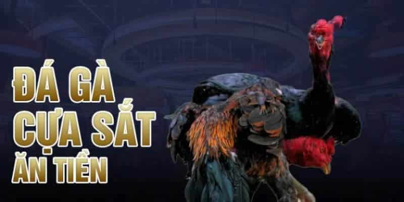 Đá Gà Kubet - Sân Chơi Nảy Lửa 2024 Của Kê Thủ Châu Á 2 Đá gà cựa sắt được nhiều người lựa chọn để cược ăn tiền