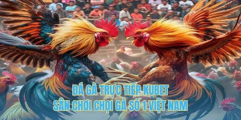 Đá Gà Kubet - Sân Chơi Nảy Lửa 2024 Của Kê Thủ Châu Á 1 KUBET được ví như sân chơi chọi gà số 1